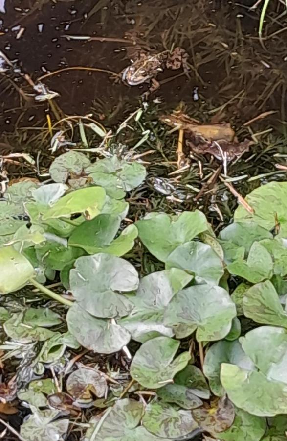 La Casa De Las Ranas Poio Esterno foto